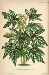 Bégonia diadema